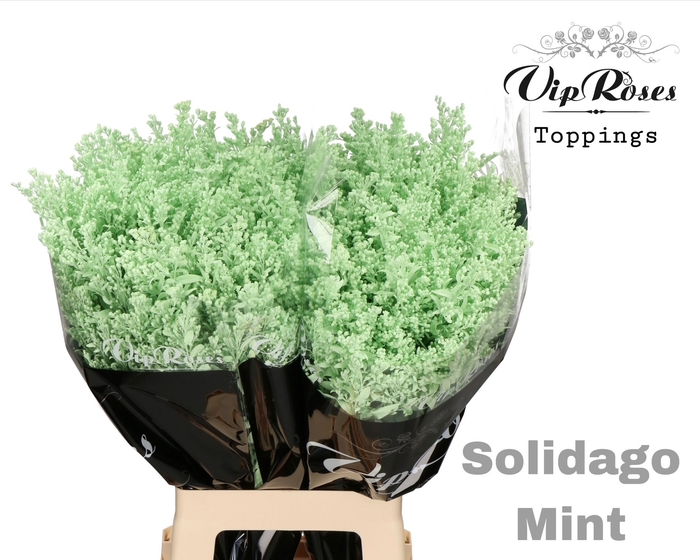 <h4>SOLIDAGO MINT</h4>