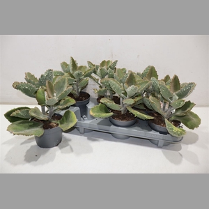 Kalanchoe Beharensis