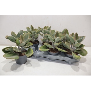 arr8 Kalanchoe Beharensis