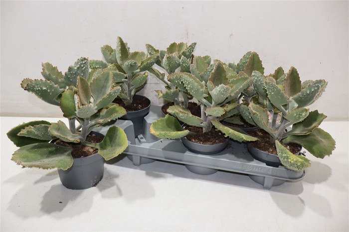 <h4>Kalanchoe Beharensis</h4>