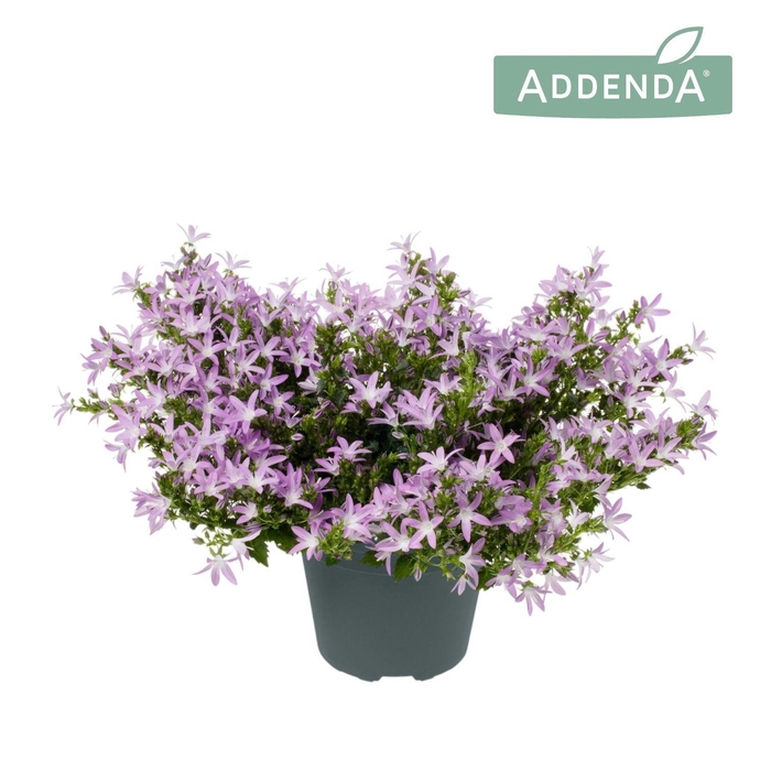 <h4>Campanula Poscharskyana 'Adansa Pink'</h4>