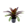 BROMELIA IMPERIAL P27 VERMELHO