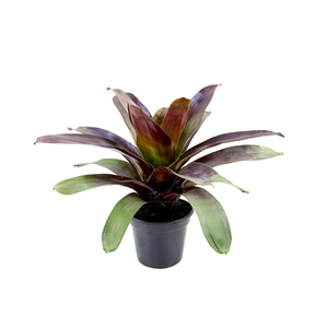 BROMELIA IMPERIAL P27 VERMELHO