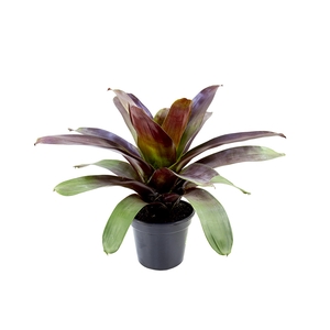 BROMELIA IMPERIAL P27 VERMELHO