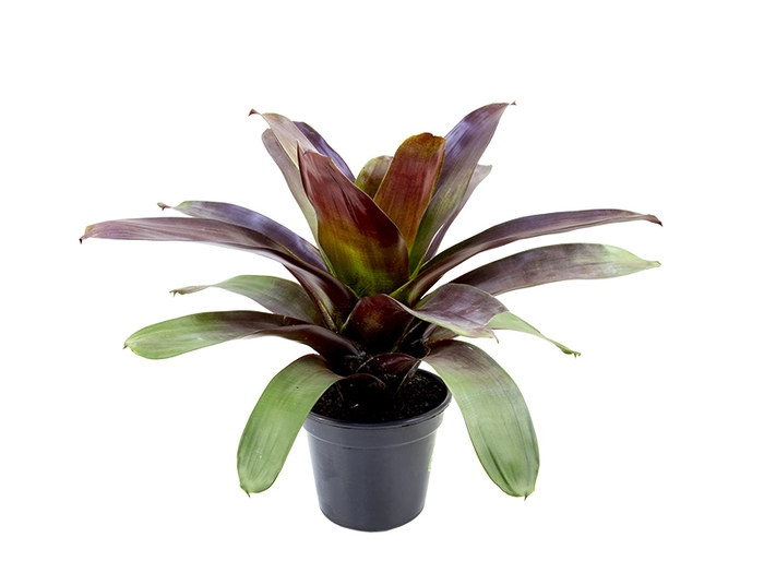 BROMELIA IMPERIAL P27 VERMELHO