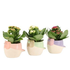 7502479: Solutionss Contradiction Kalanchoe
