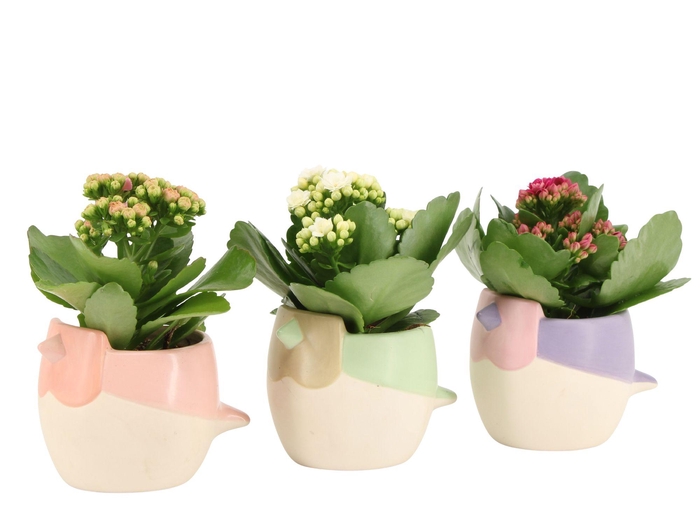 <h4>7502479: Solutionss Contradiction Kalanchoe</h4>