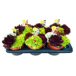 Sempervivum Mix