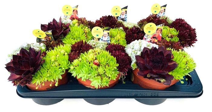 <h4>Sempervivum Mix</h4>