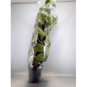 Tetrastigma voinierianum