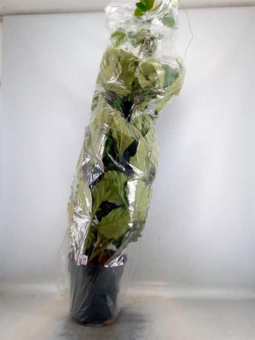 <h4>Tetrastigma voinierianum</h4>