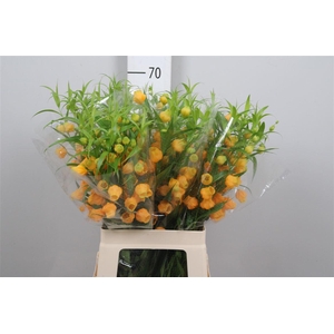 Sandersonia Royal Highness