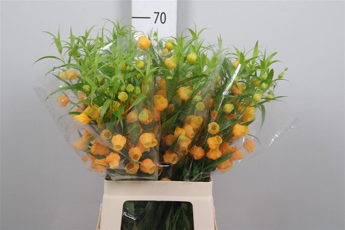 <h4>Sandersonia Royal Highness</h4>