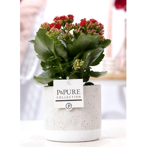 Kalanchoe red in P&PURE Jade ceramics