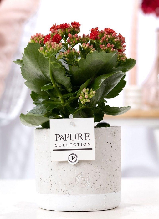 <h4>Kalanchoe red in P&PURE Jade ceramics</h4>
