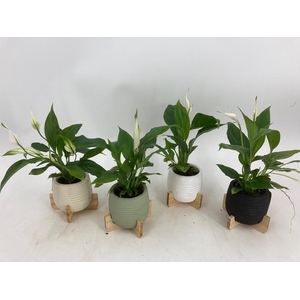 SPATHIPHYLLUM WALLISII