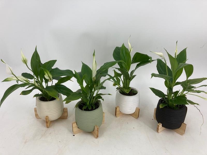 <h4>SPATHIPHYLLUM WALLISII</h4>