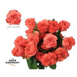 Rosa Ec Garden Coral Xpression