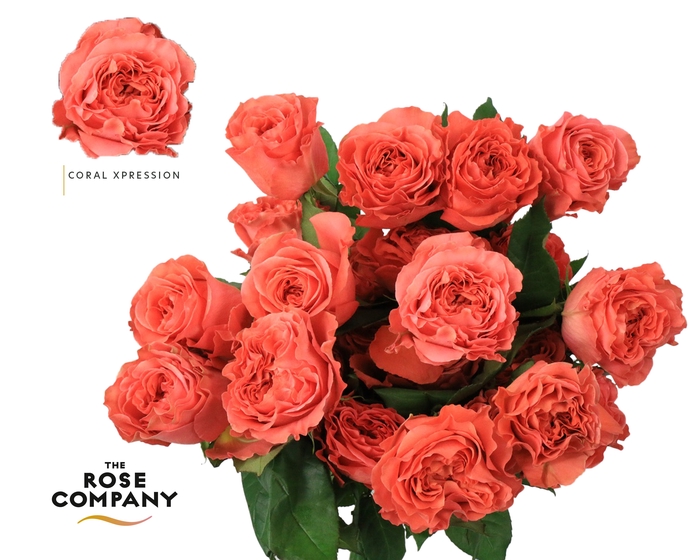 <h4>Rosa Ec Garden Coral Xpression</h4>