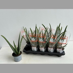 ALOE VERA