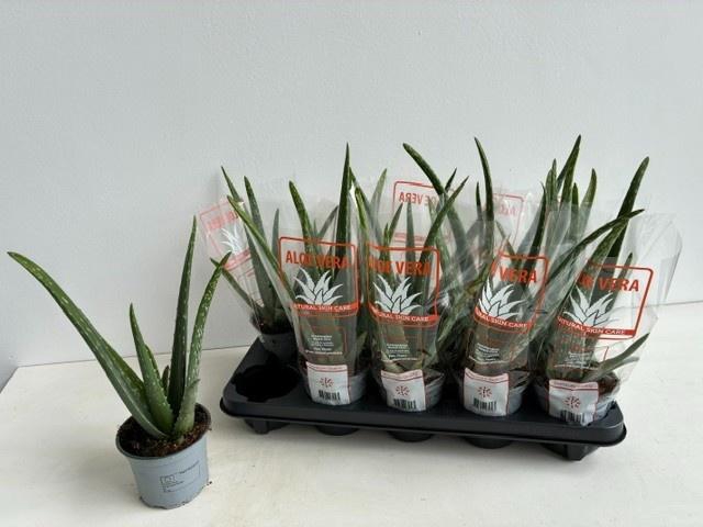 <h4>ALOE VERA</h4>