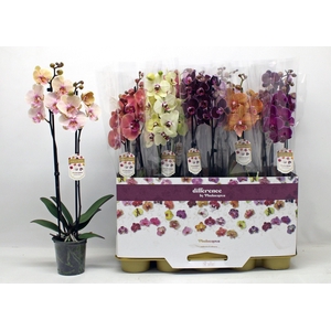 PHAL GEM
