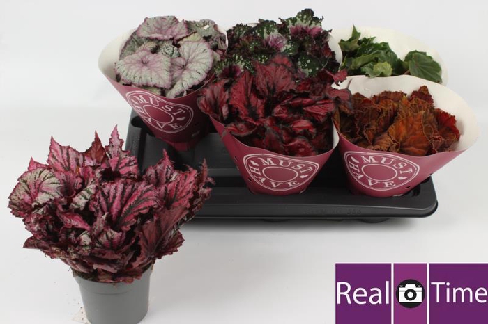 <h4>BEG BEL GEM</h4>