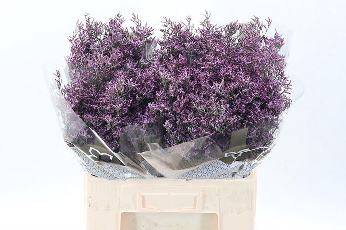 <h4>Lim Piuma Sky</h4>