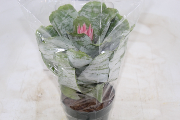 <h4>AECHMEA FASCIATA P17</h4>