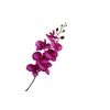 Phalaenopsis Purple