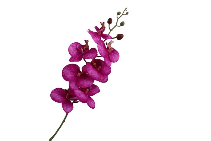 Phalaenopsis Purple