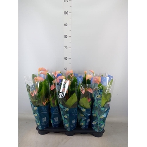 Anthurium andr. 'Joli Peach'