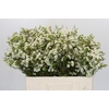 Chamelaucium Dancing Queen White