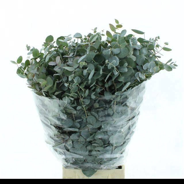 <h4>EUC CINEREA PER BOS</h4>