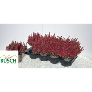 CALLU BL SABELLA