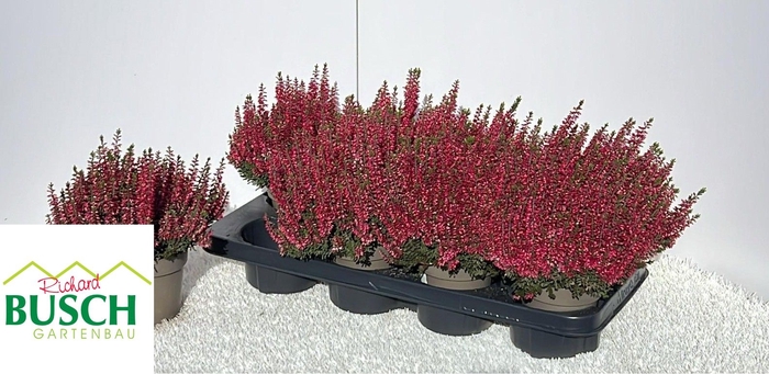 <h4>CALLU BL SABELLA</h4>