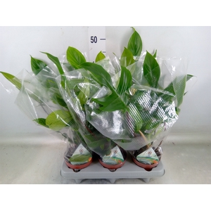 Philodendron   ...
