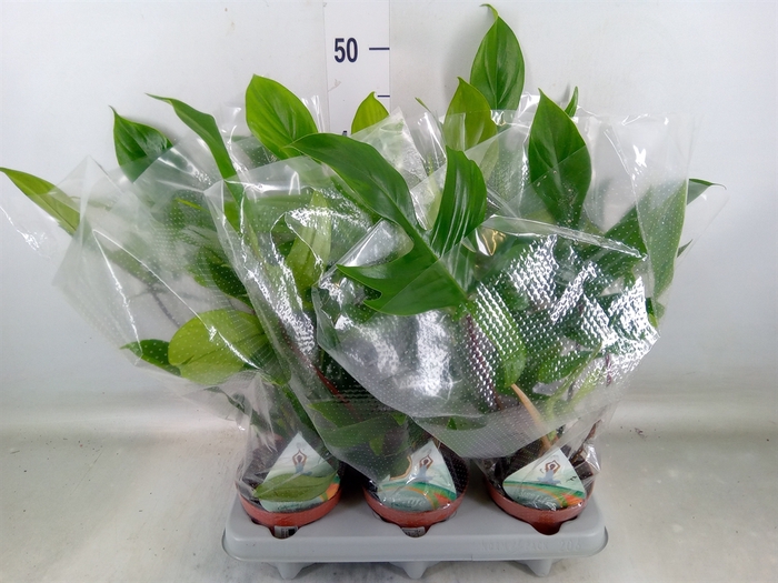<h4>Philodendron   ...</h4>