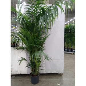 Howea forsteriana