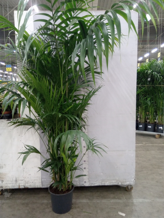 <h4>Howea forsteriana</h4>
