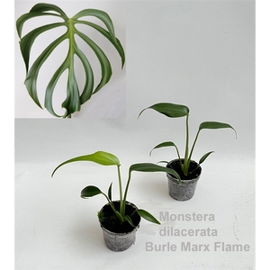 Monstera dilacerata Burle Marx Flame 7cm