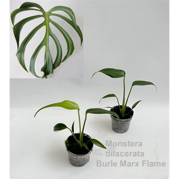 <h4>Monstera dilacerata Burle Marx Flame 7cm</h4>