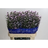 Aster Claudia
