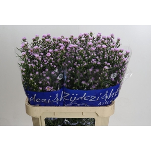 Aster Claudia