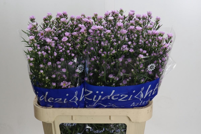 <h4>Aster Claudia</h4>
