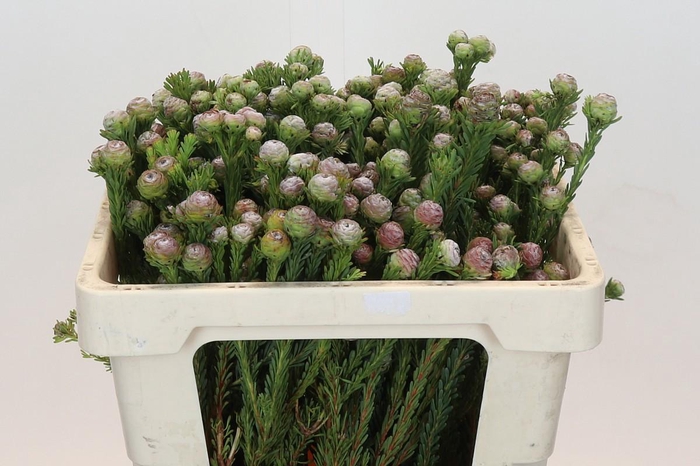 <h4>LEUCAD LINIFOLIUM</h4>