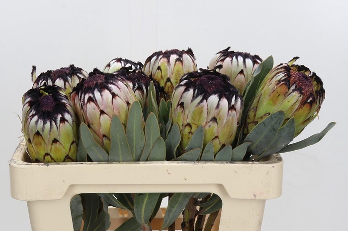 <h4>Protea Niobe</h4>