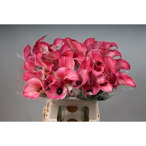 CALLA CAPTAIN ROMANCE ZANT CAPT ROM