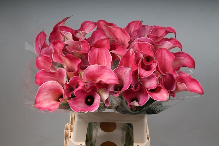 <h4>CALLA CAPTAIN ROMANCE ZANT CAPT ROM</h4>