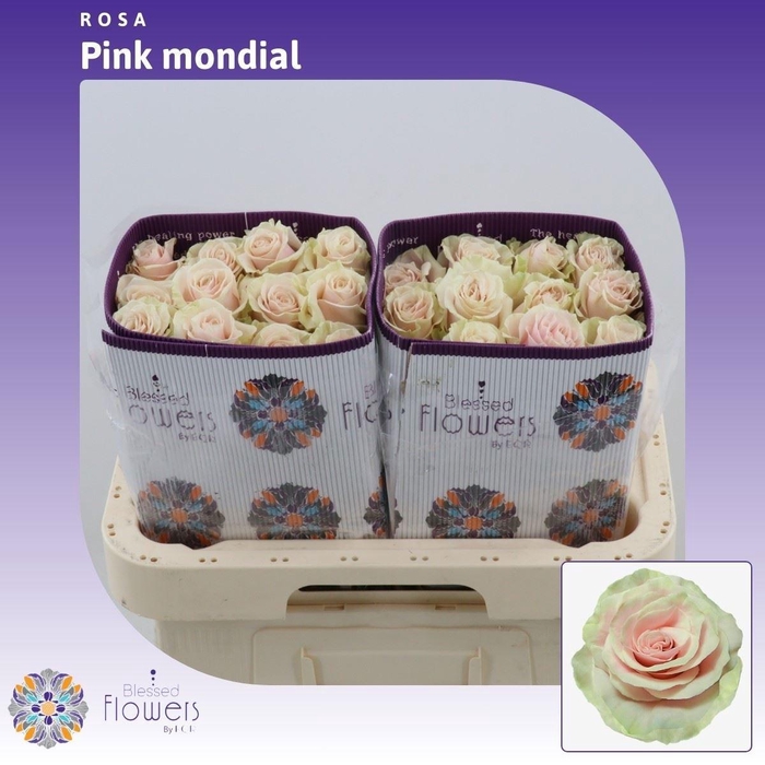 <h4>R GR PINK MONDIAL</h4>